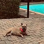 Water, Dog, Dog breed, Carnivore, Road Surface, Collar, Swimming Pool, Plant, Line, Fawn, Companion dog, Public Space, Morning, Asphalt, Grass, Sidewalk, Snout, Tints And Shades