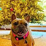 Dog, Bulldog, Plant, Carnivore, Dog breed, Yellow, Companion dog, Fawn, Grass, Tree, Flower, Snout, Working Animal, Terrestrial Animal, Wrinkle, French Bulldog, Canidae, Whiskers, Toy Dog