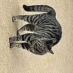Cat, Felidae, Carnivore, Small To Medium-sized Cats, Grey, Wood, Whiskers, Terrestrial Animal, Art, Tail, Snout, Pattern, Domestic Short-haired Cat, Black & White, Paw, Monochrome, Furry friends, Drawing, Claw