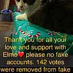 Cat, Christmas Tree, Felidae, Carnivore, Font, Small To Medium-sized Cats, Adaptation, Happy, Whiskers, Internet Meme, Photo Caption, Tail, Event, Grass, Conifer, Domestic Short-haired Cat, Furry friends, Advertising, Holiday