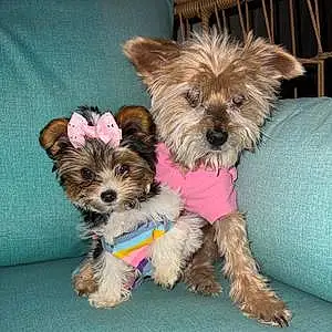 Name Yorkshire Terrier Dog Alexis