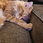 Cat, Felidae, Comfort, Carnivore, Textile, Wood, Small To Medium-sized Cats, Fawn, Whiskers, Snout, Tail, Paw, Domestic Short-haired Cat, Linens, Furry friends, Claw, Human Leg, Nap, Foot, Sleep