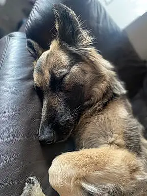 Name German Shepherd Dog Nova