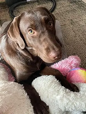 Name Labrador Retriever Dog Joy
