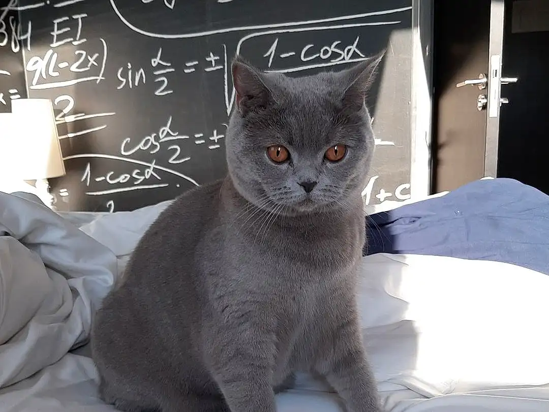 Cat, Handwriting, Felidae, Russian blue, Carnivore, Grey, Small To Medium-sized Cats, Whiskers, Blackboard, Chalk, Font, Domestic Short-haired Cat, Writing, Room, Sleeve, Glass, Comfort, Tail