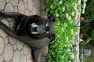 Name Labrador Retriever Dog Dublin