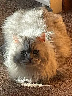 Name Persian Cat Kaiser