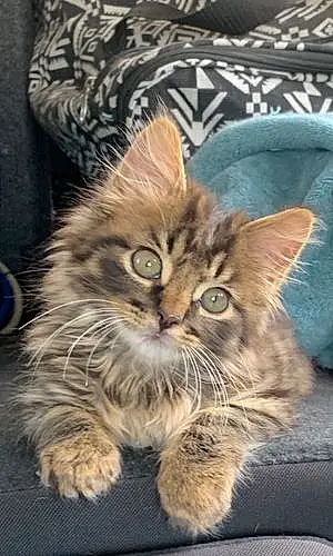 Maine Coon Cat Chewy