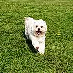 Dog, Plant, Dog breed, Carnivore, Companion dog, Grass, Toy Dog, Groundcover, Poodle Crossbreed, Working Animal, Bichon, Non-sporting Group, Maltepoo