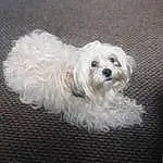 Dog, Dog breed, Carnivore, Companion dog, Toy Dog, Snout, Terrier, Dog Supply, Small Terrier, Working Animal, Canidae, Furry friends, Maltepoo, Water Dog, Puppy, Yorkipoo, Non-sporting Group