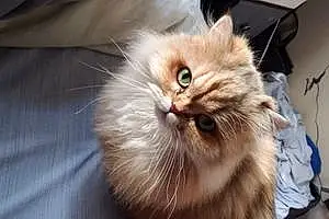 Name Persian Cat Hammy
