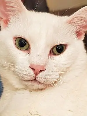 Name British Shorthair Cat Grace