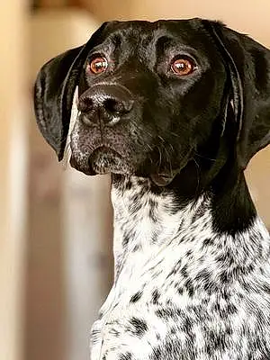 German shorthaired pointer Dog Axel
