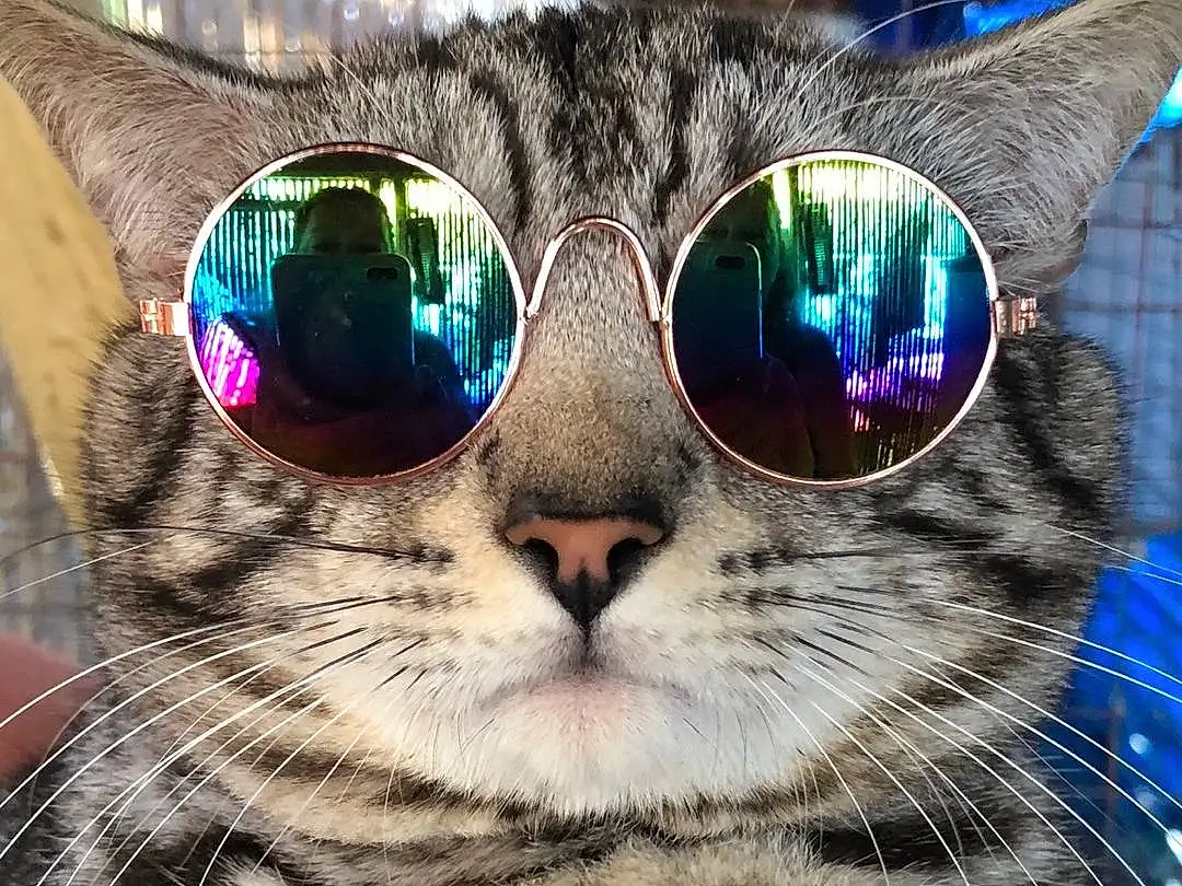 Eyewear, Sunglasses, Cat, Glasses, Whiskers, Felidae, Small To Medium-sized Cats, Cool, Snout, Nose, Close-up, Eyes, Vision Care, Carnivore, Tabby cat, European Shorthair, Furry friends, Photography, Domestic Short-haired Cat