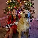 Christmas Tree, Dog, Dog breed, Christmas Ornament, Carnivore, Smile, Holiday Ornament, Fawn, Companion dog, Christmas Decoration, Ornament, Tree, Happy, Event, Fun, Holiday, Comfort, Plant, Christmas