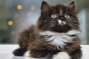 Name Persian Cat Binks