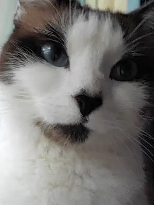 Snowshoe Cat Sasha