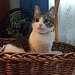 Cat, Carnivore, Felidae, Whiskers, Wood, Small To Medium-sized Cats, Basket, Storage Basket, Picnic Basket, Snout, Comfort, Pet Supply, Wicker, Cat Supply, Domestic Short-haired Cat, Mesh, Furry friends, Houseplant, Home Accessories, Flower Girl Basket