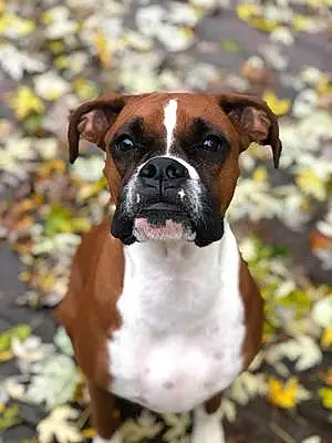 Boxer Dog Rey Francis