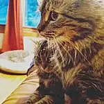 Cat, Carnivore, Felidae, Curtain, Fawn, Whiskers, Small To Medium-sized Cats, Dishware, Snout, Tree, Serveware, Furry friends, Plate, Domestic Short-haired Cat, Wood, Platter, Terrestrial Animal, Claw, Maine Coon, Paw