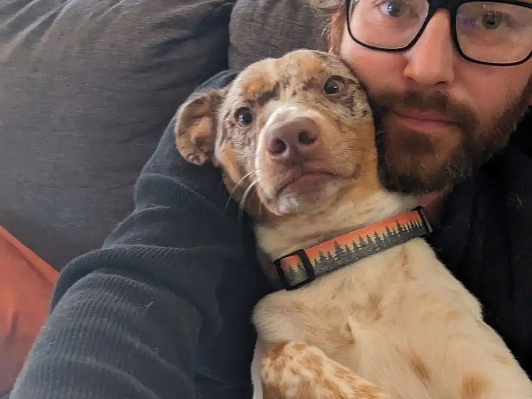 Glasses, Dog, Vision Care, Dog breed, Carnivore, Ear, Companion dog, Beard, Fawn, Couch, Eyewear, Snout, Comfort, Working Animal, Liver, Canidae, Selfie, Furry friends, Wrinkle