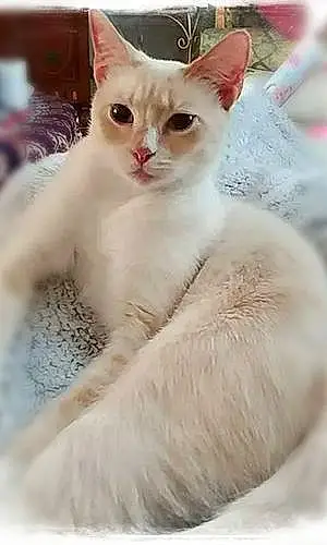 Name Siamese Cat Abigail
