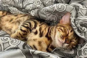 Bengal Cat Benga