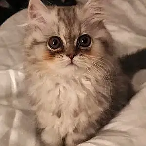 Name Persian Cat Keiko