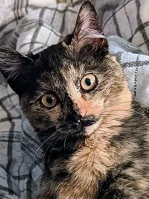 Name American Shorthair Cat Jinxie