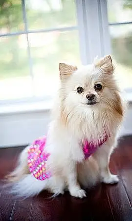 Name Pomeranian Dog Bianca