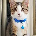 Cat, Eyes, Felidae, Carnivore, Small To Medium-sized Cats, Whiskers, Iris, Window, Snout, Art, Furry friends, Domestic Short-haired Cat, Paw, Tail, Paint, Door, Bombay