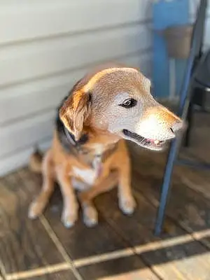 Name Beagle Dog Kara