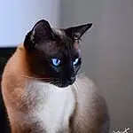 Cat, Siamese, Carnivore, Felidae, Small To Medium-sized Cats, Whiskers, Fawn, Snout, Furry friends, Electric Blue, Thai, Terrestrial Animal, Balinese