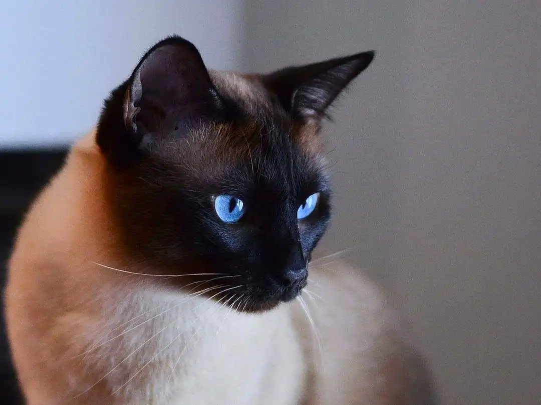 Cat, Siamese, Carnivore, Felidae, Small To Medium-sized Cats, Whiskers, Fawn, Snout, Furry friends, Electric Blue, Thai, Terrestrial Animal, Balinese