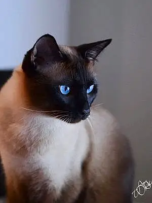 Siamese Cat Keiko