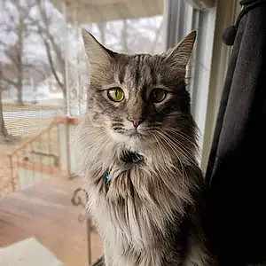 Name Maine Coon Cat Ash