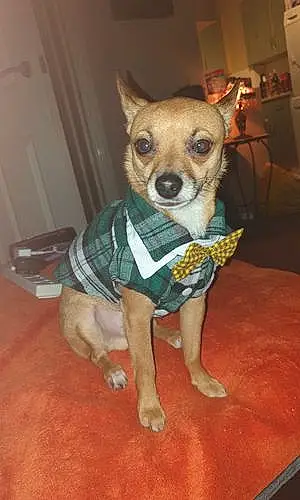 Name Chihuahua Dog Denver