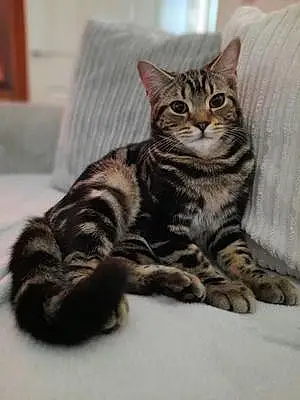 British Shorthair Cat Hiro