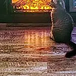 Water, Cat, Light, Wood, Lighting, Carnivore, Window, Felidae, Small To Medium-sized Cats, Tints And Shades, Art, Whiskers, Hardwood, Tail, Rectangle, Sculpture, Statue, Heat