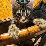 Cat, Felidae, Small To Medium-sized Cats, Carnivore, Whiskers, Fawn, Wood, Snout, Tail, Cat Supply, Paw, Domestic Short-haired Cat, Furry friends, Comfort, Claw, Couch, Sitting, Lap, Box