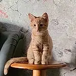 Cat, Felidae, Carnivore, Window, Small To Medium-sized Cats, Gesture, Whiskers, Fawn, Comfort, Couch, Tail, Rectangle, Snout, Furry friends, Domestic Short-haired Cat, Paw, Sitting, Cat Supply, Photo Caption, Claw