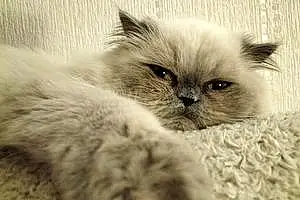 Name Persian Cat Billie