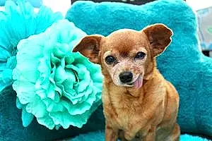 Name Chihuahua Dog Fergie