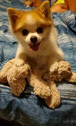 Name Pomeranian Dog Keiko