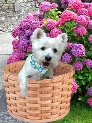 Name West Highland White Terrier Dog Lacy