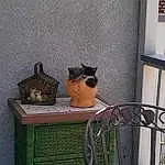 Cat, Felidae, Window, Yellow, Carnivore, Small To Medium-sized Cats, Grey, Flowerpot, Building, Wood, Wall, House, Room, Plant, Whiskers, Pet Supply, Shelving, Metal, Tail
