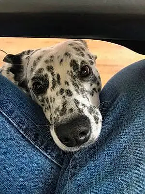 Name Dalmatian Dog Greta