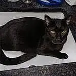 Cat, Eyes, Blue, Carnivore, Felidae, Grey, Small To Medium-sized Cats, Whiskers, Tail, Snout, Black cats, Kitchen Utensil, Domestic Short-haired Cat, Furry friends, Serveware, Bombay, Paw, Terrestrial Animal, Russian blue