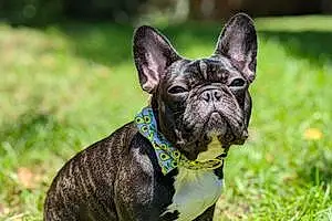 Name French Bulldog Dog Gwen