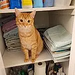 Shelf, Felidae, Shelving, Cat, Fawn, Small To Medium-sized Cats, Wood, Stuffed Toy, Wool, Room, Whiskers, Linens, Toy, Chair, Comfort, Tail, Major Appliance, Fish, Thread, Furry friends
